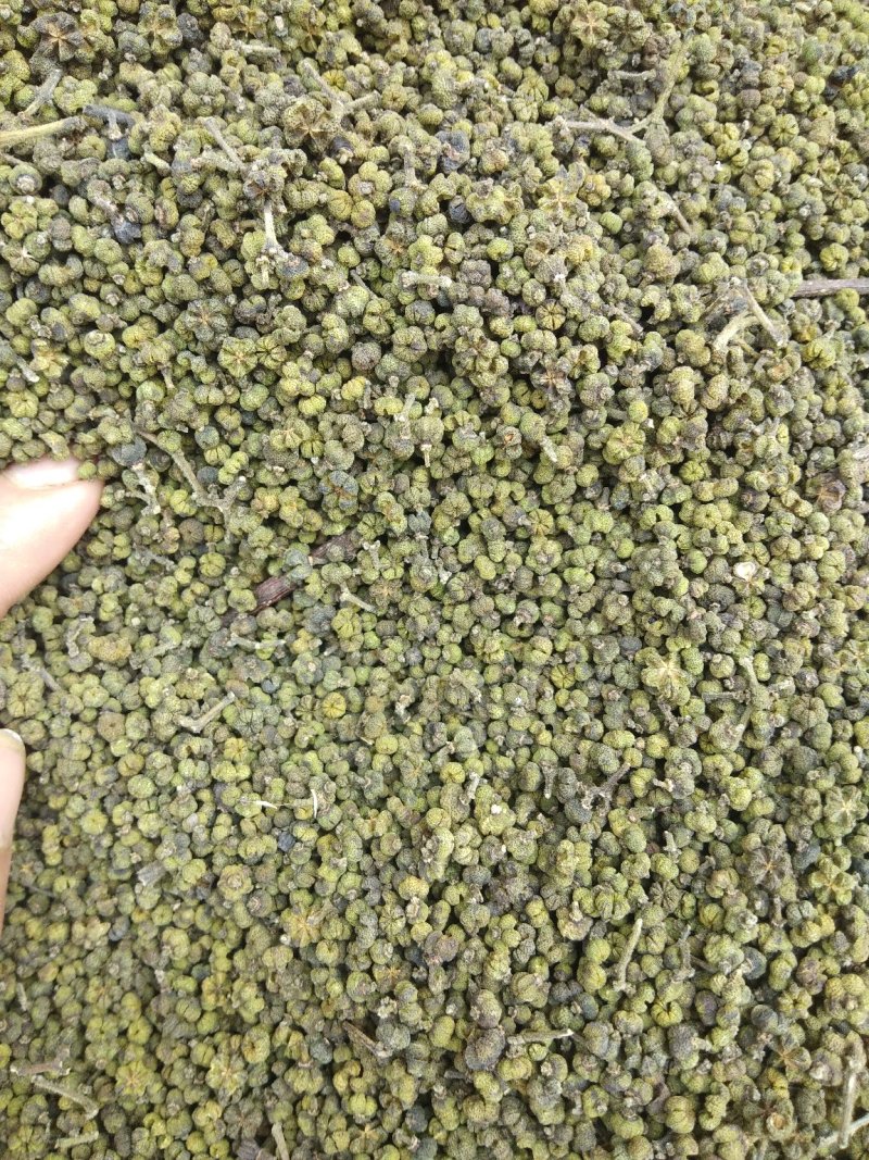 吴茱萸、茶辣