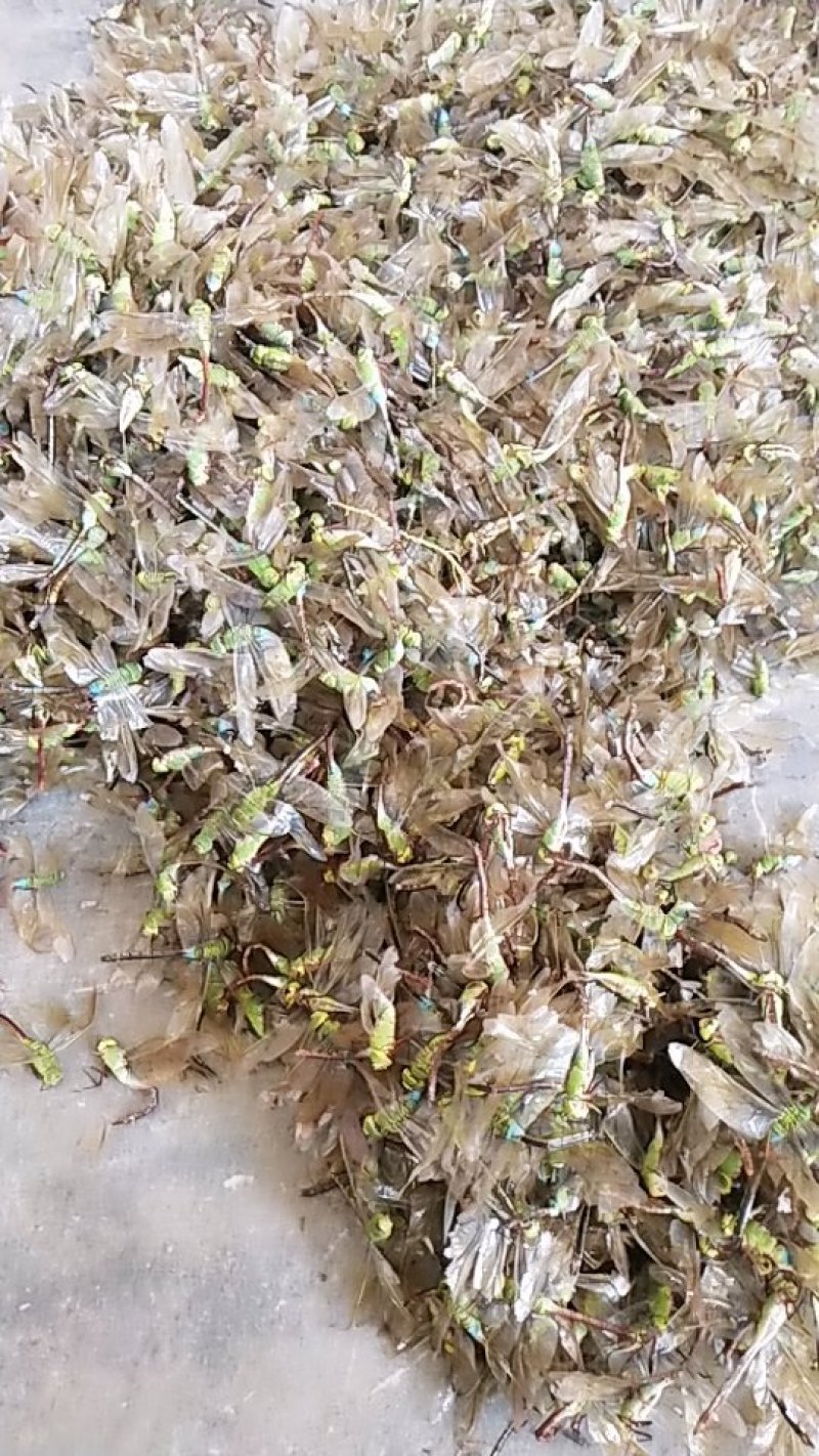 中药材