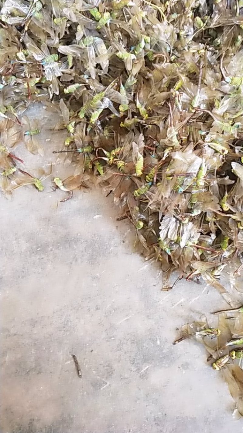 中药材