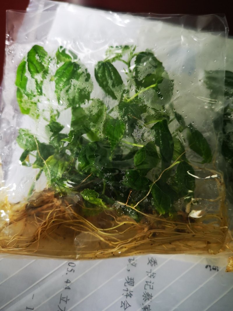 中科1号杂交构树组培苗