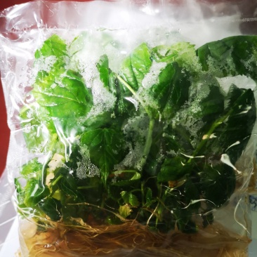 中科1号杂交构树组培苗