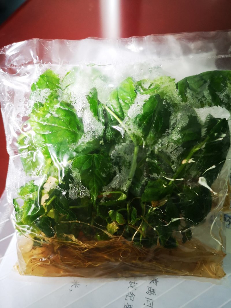 中科1号杂交构树组培苗