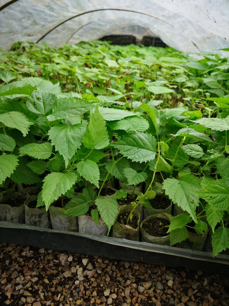中科1号杂交构树组培苗