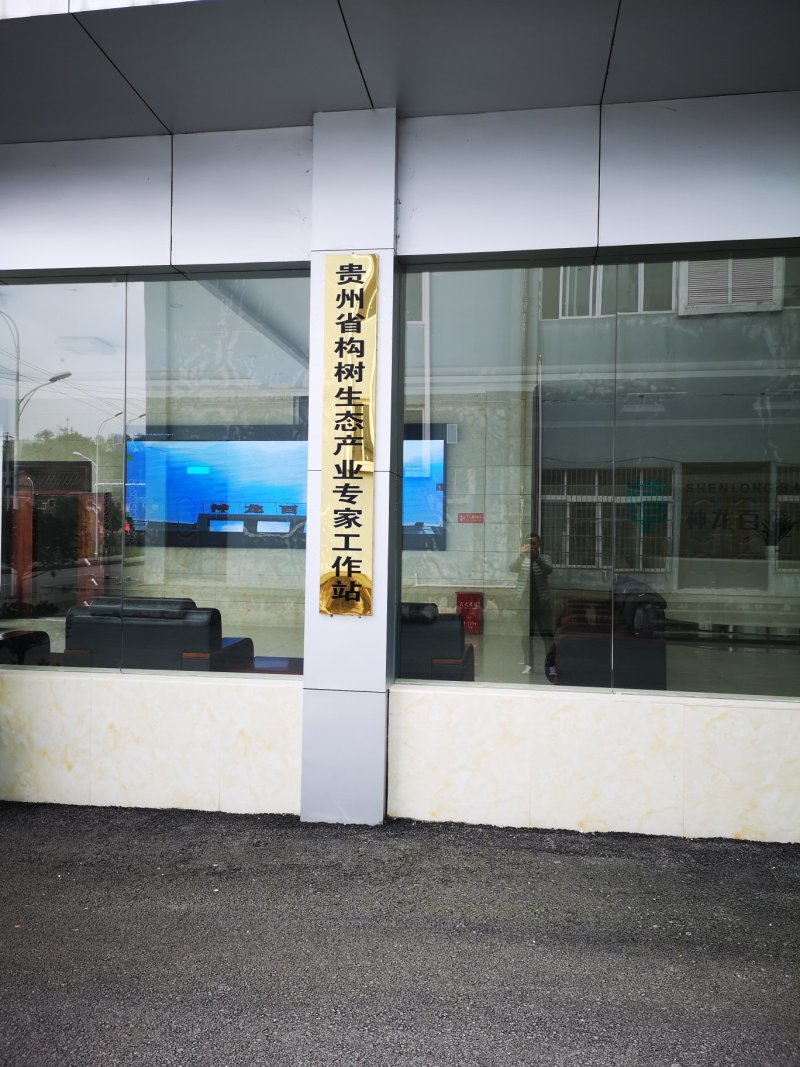 中科1号杂交构树组培苗
