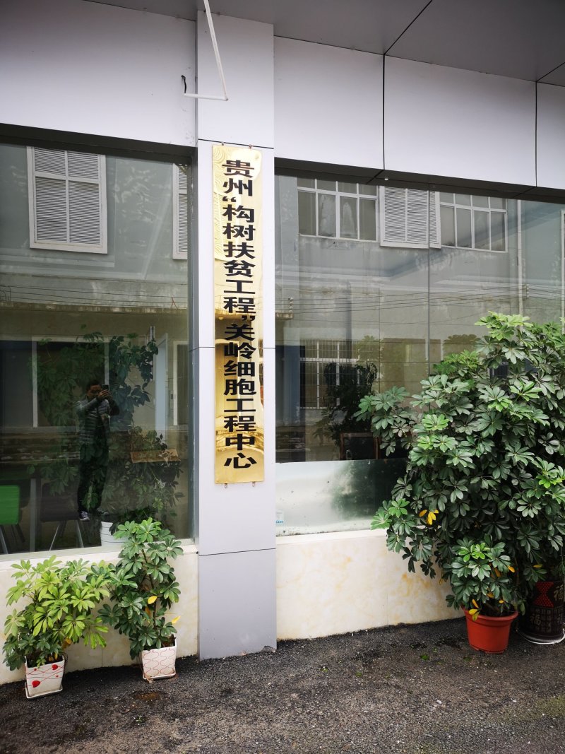 中科1号杂交构树组培苗