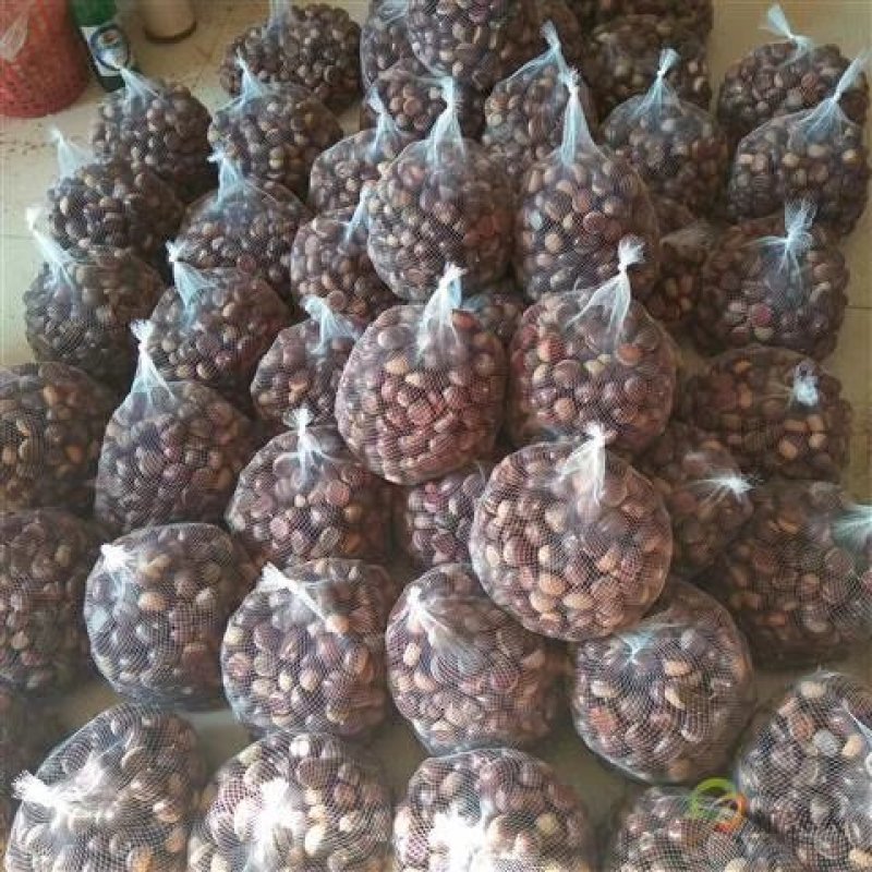 基地直销泰山板栗苗，华光，大红袍板栗苗，品种纯正