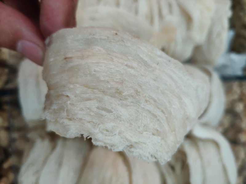 燕窝，燕条燕碎，5A66A疏盏，密盏50克起