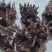 白芍芽，道地亳白芍，成活率百分之九十五，包回收，