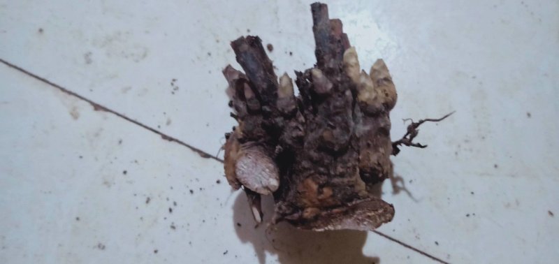白芍芽，道地亳白芍，成活率百分之九十五，包回收，