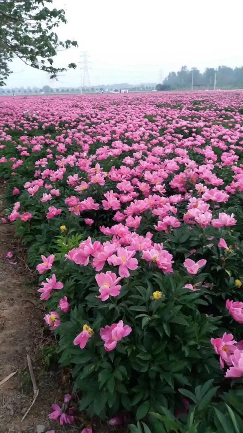 白芍芽，道地亳白芍，成活率百分之九十五，包回收，
