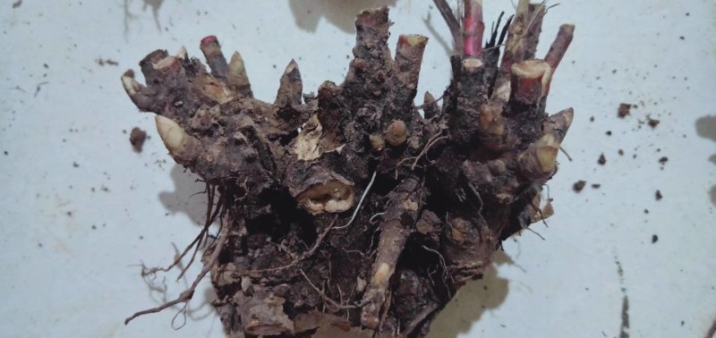 白芍芽，道地亳白芍，成活率百分之九十五，包回收，