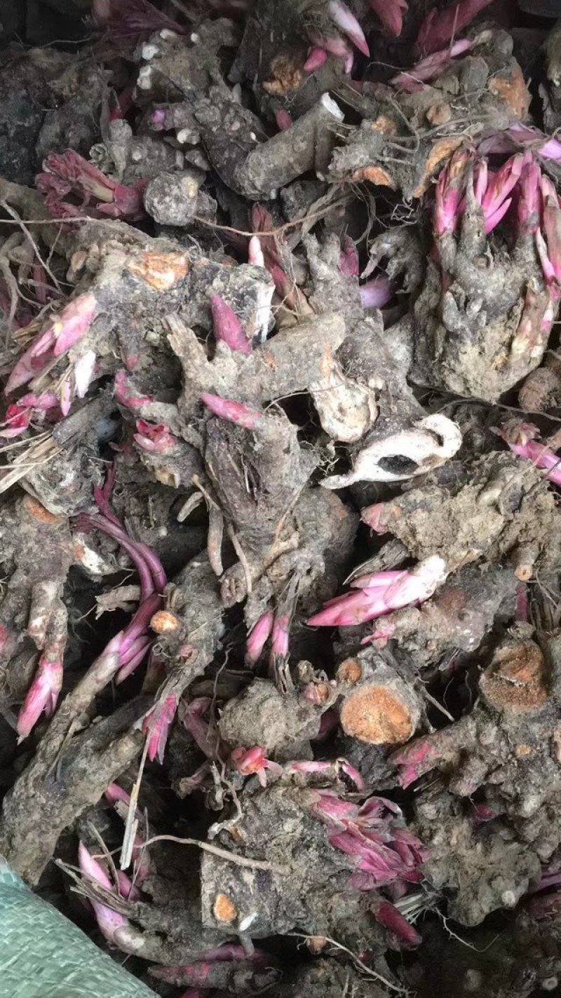 白芍芽，道地亳白芍，成活率百分之九十五，包回收，