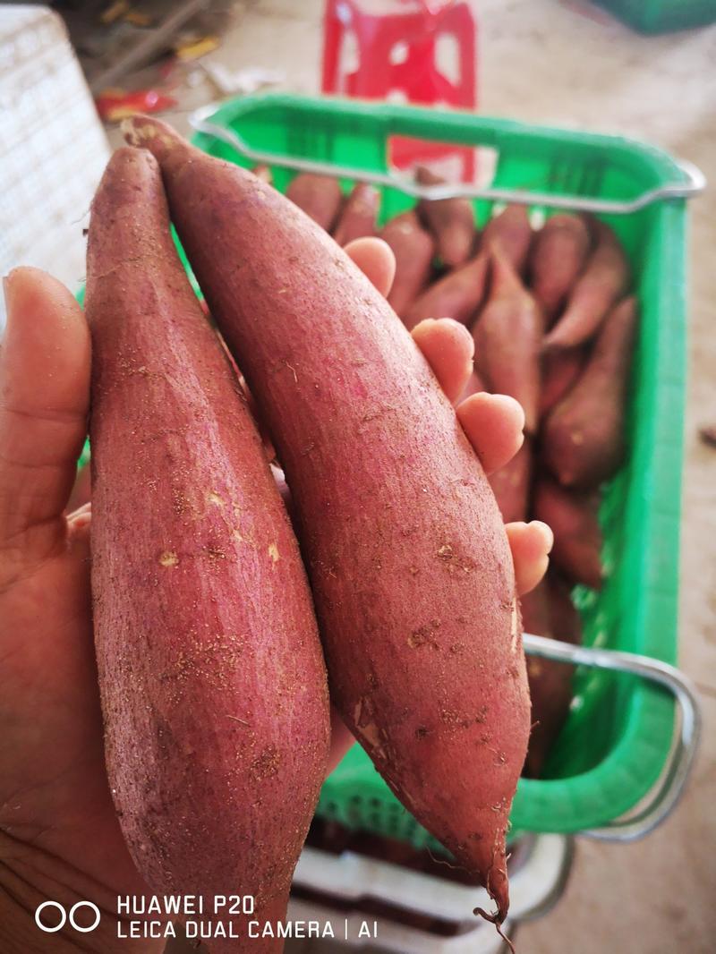 六鳌红蜜薯～全国大量供应整车，零担，落地配商超批发