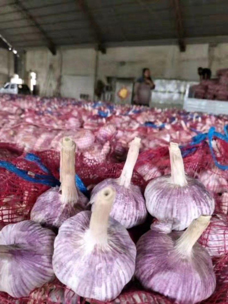自产自销金乡大蒜皮红瓣大辣味香浓价格低包上车