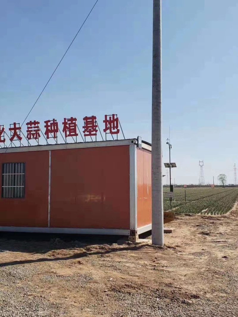 自产自销金乡大蒜皮红瓣大辣味香浓价格低包上车