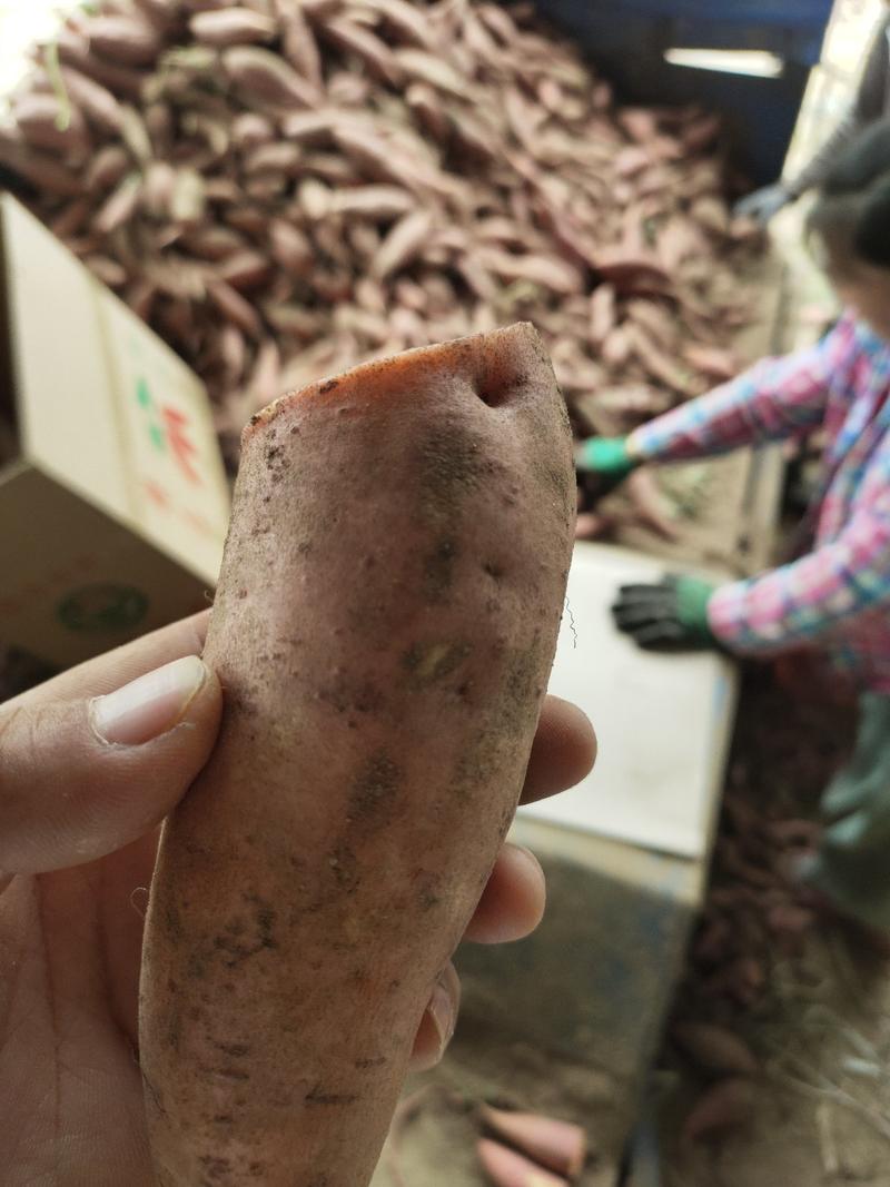 河南西瓜红蜜薯，纯沙地种植红薯，商超市场平台，产地直发
