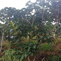 软枣猕猴桃树，奇异莓（龙成2号）