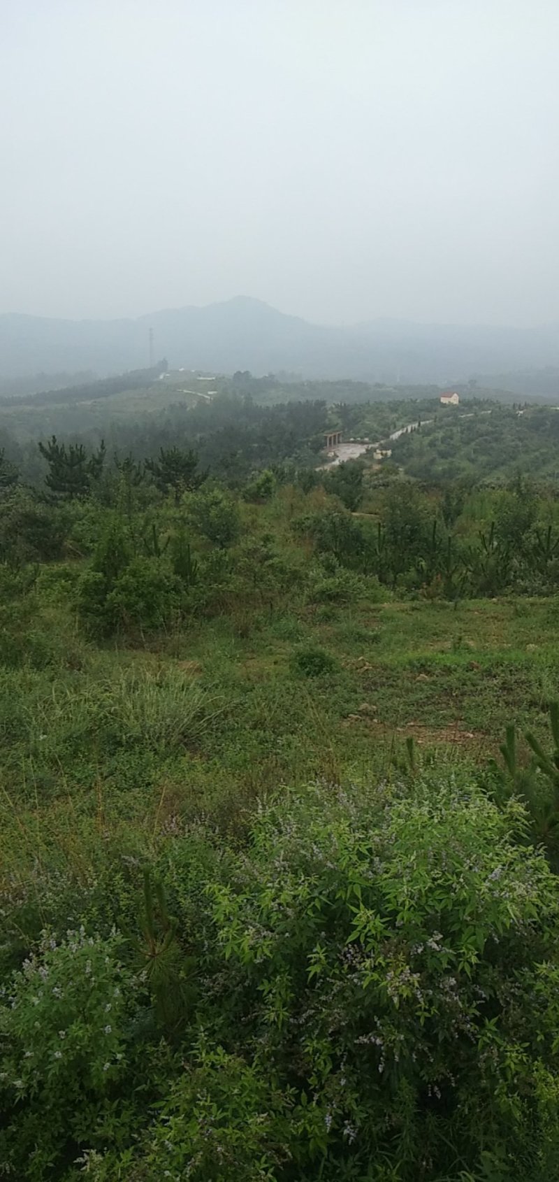 山地果园出租转让