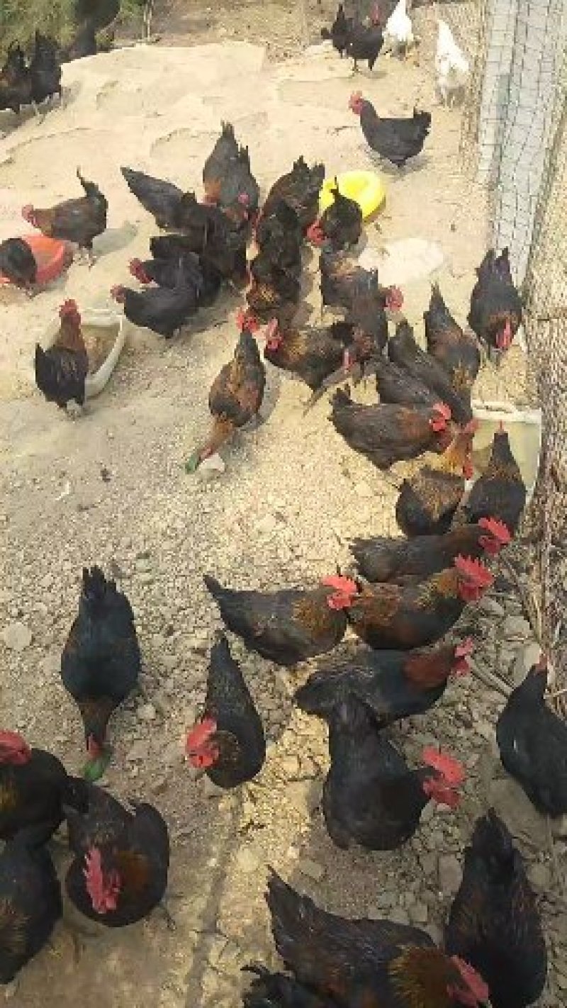 山地果园出租转让