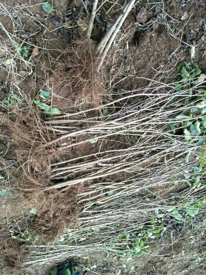 南早红樱桃苗早熟味美滋浓酣甜可口成活率高