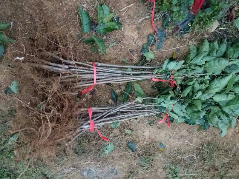 南早红樱桃苗早熟味美滋浓酣甜可口成活率高