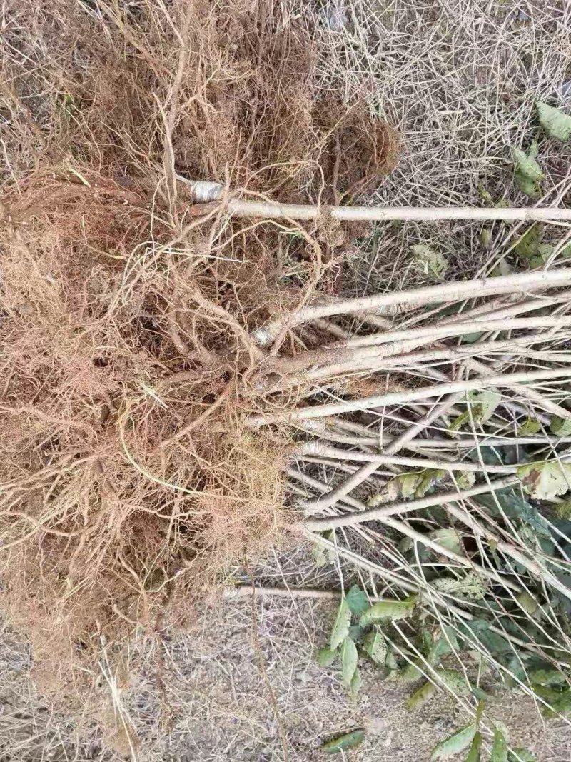 南早红樱桃苗早熟味美滋浓酣甜可口成活率高