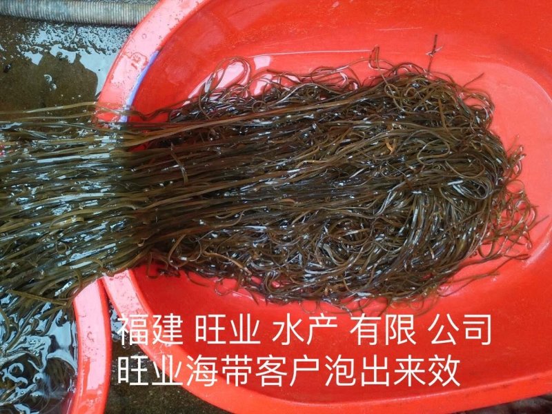 包邮供应福建批发加工长短干海带丝回泡率高煮得耙口感好