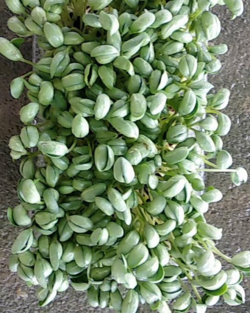豆苗