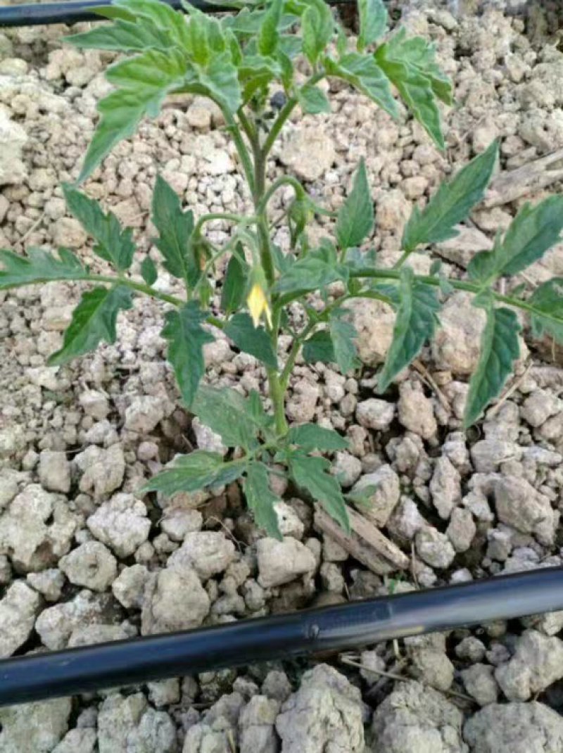 滴灌带农用水管滴灌带1寸喷灌滴管带