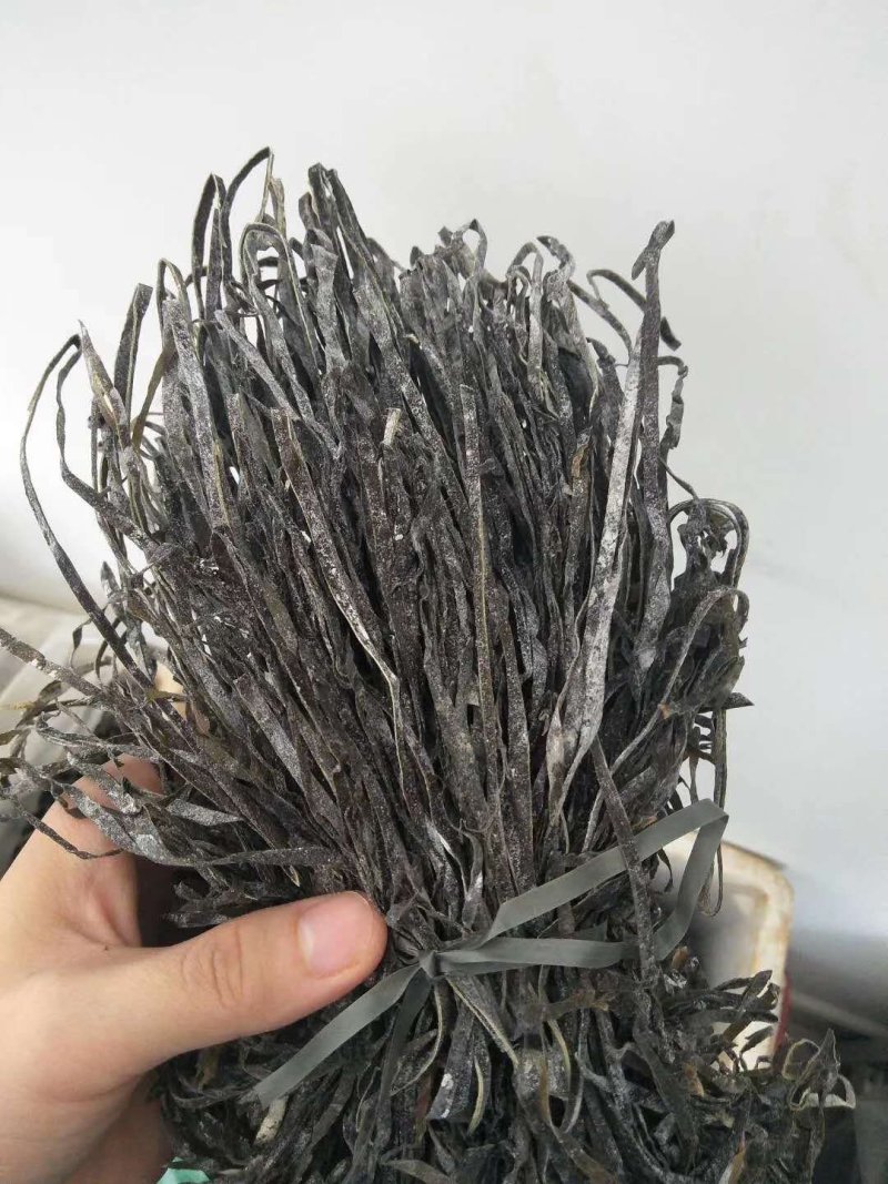 包邮供应福建批发加工长短干海带丝回泡率高煮得耙口感好