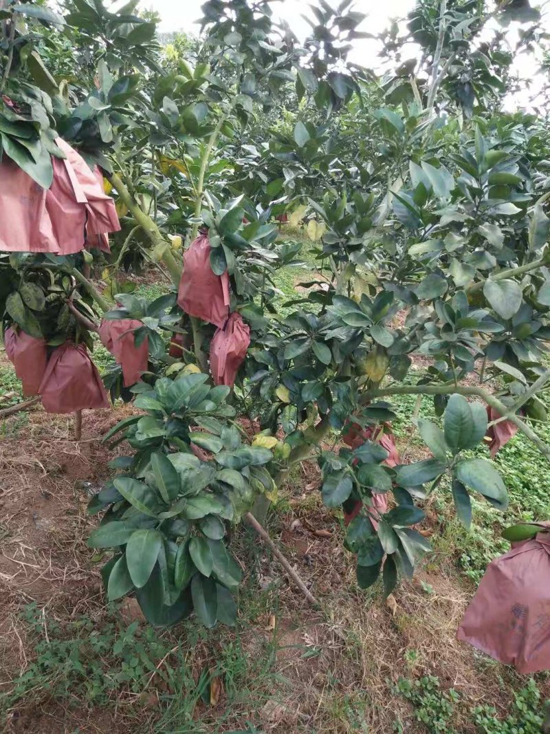 蜜柚