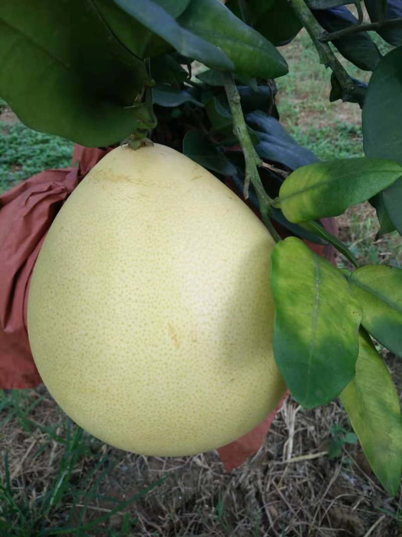 蜜柚