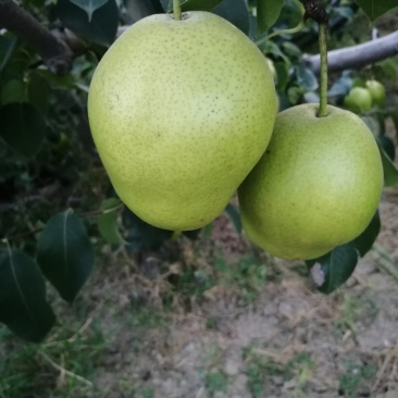 乾县高山雪花梨正在销售中…
