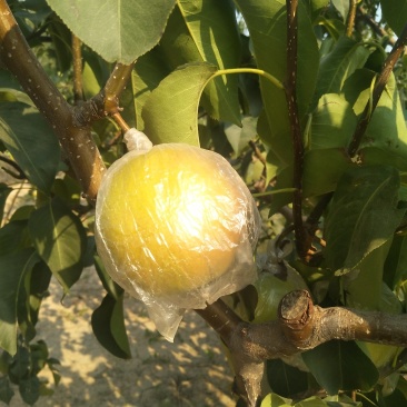 玉露香梨