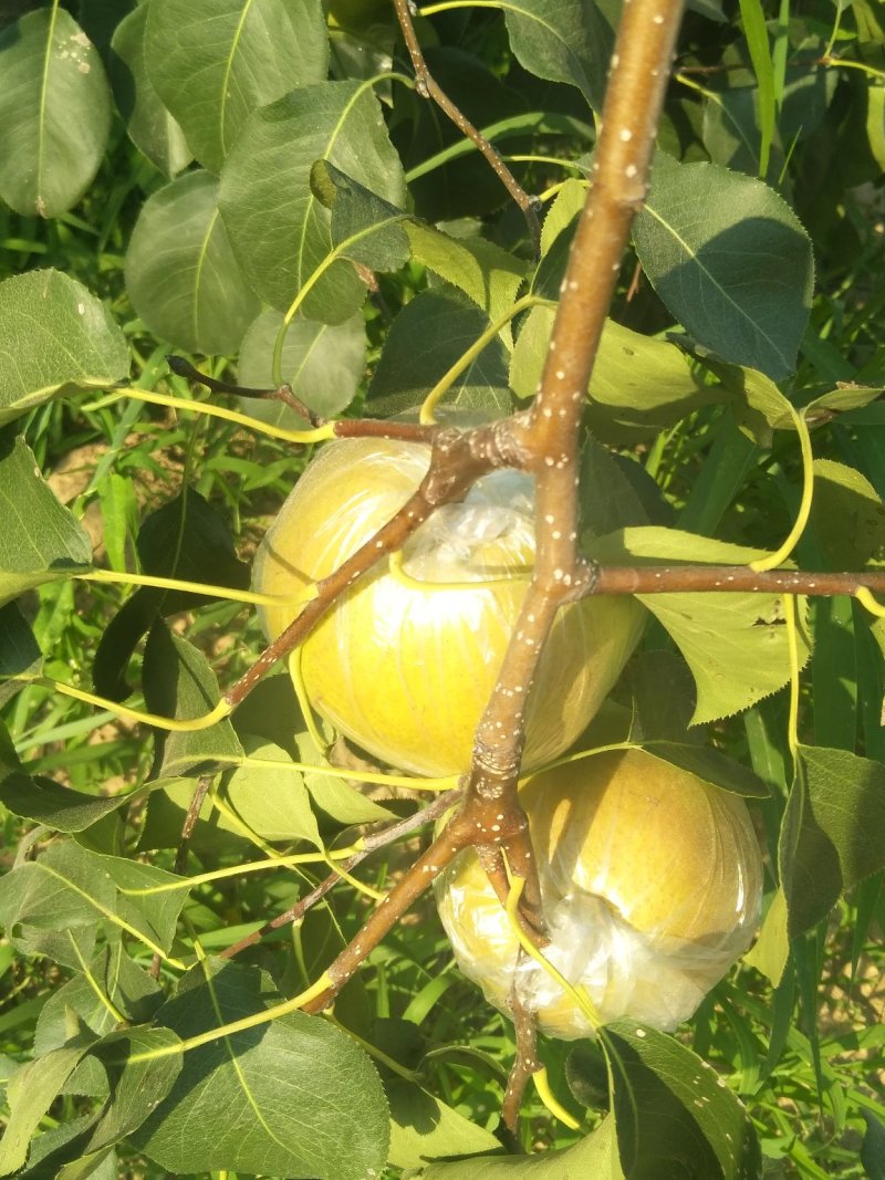 玉露香梨