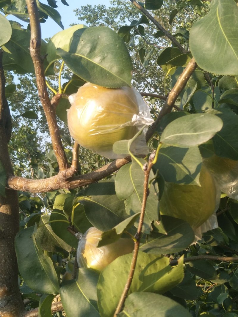 玉露香梨