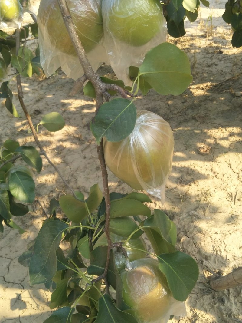 玉露香梨
