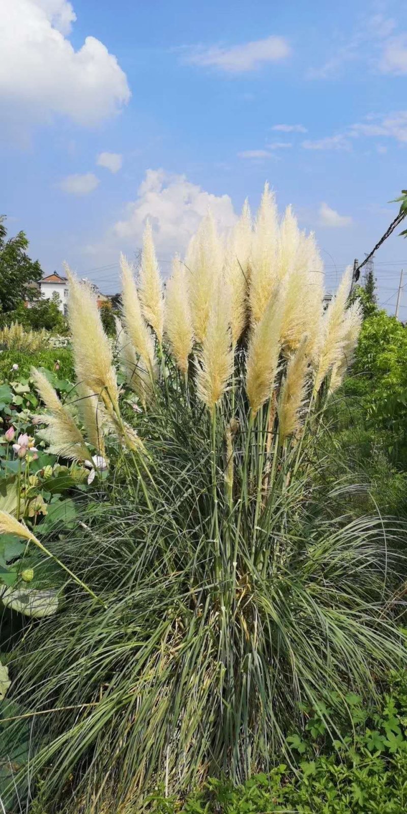 多年生蒲苇，经济价值高，支持本地验货田边河埂滩涂均可利用