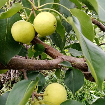 捂香梨