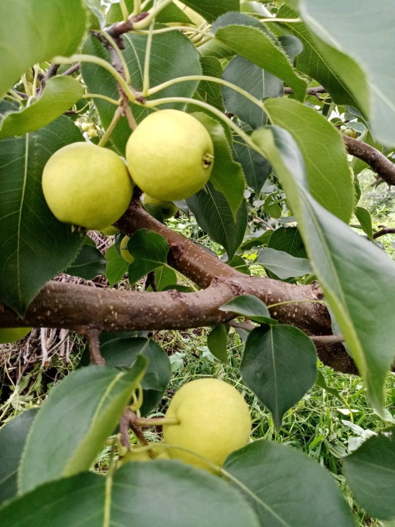 捂香梨