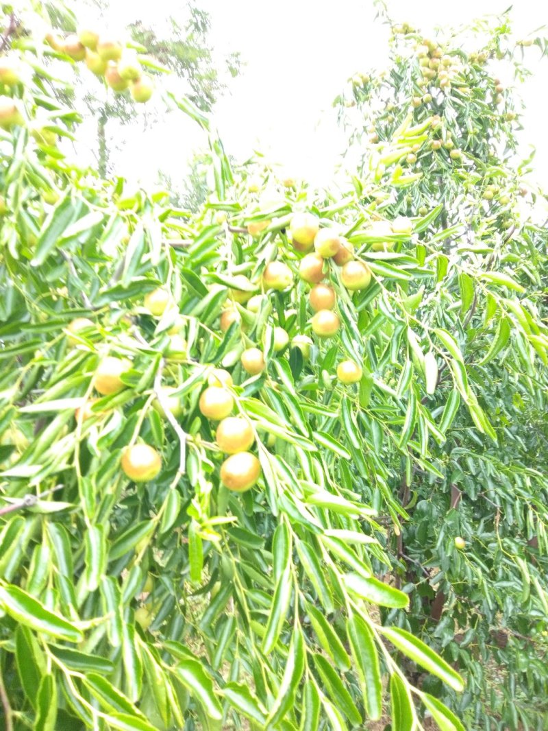冬枣