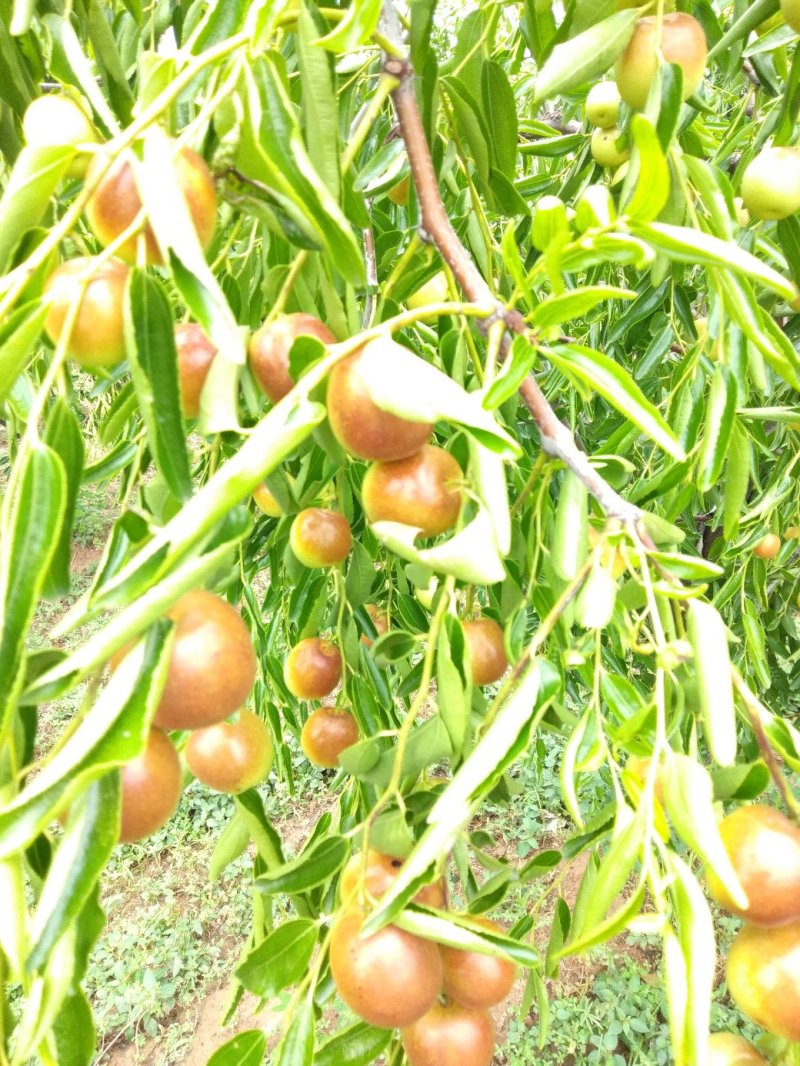 冬枣