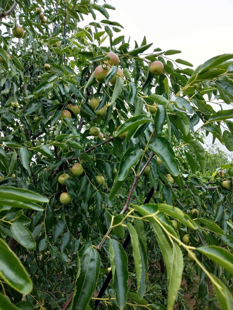冬枣