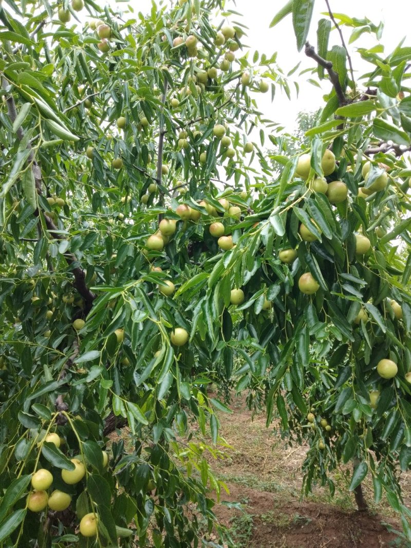 冬枣