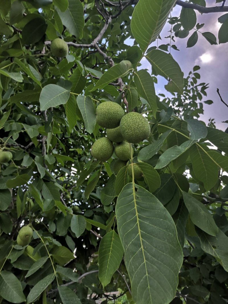 阿克苏纸皮核桃/185核桃/新二核桃