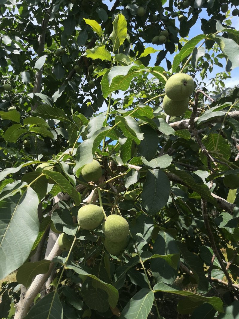 阿克苏纸皮核桃/185核桃/新二核桃
