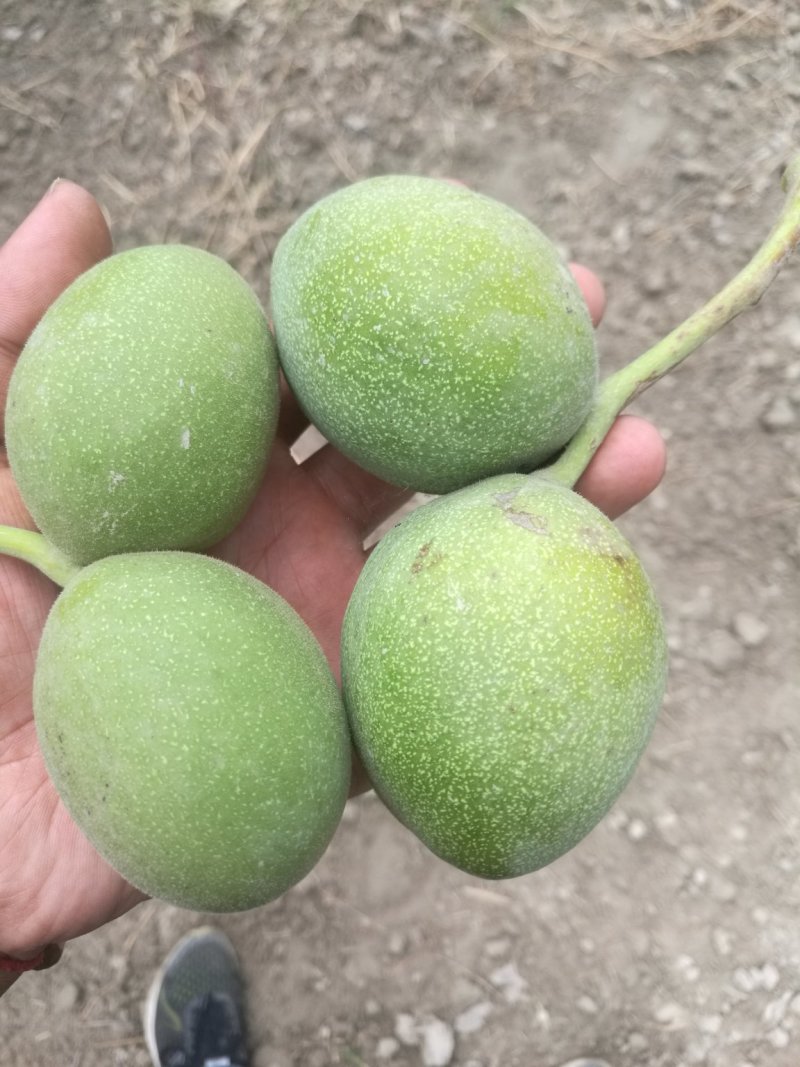 阿克苏纸皮核桃/185核桃/新二核桃