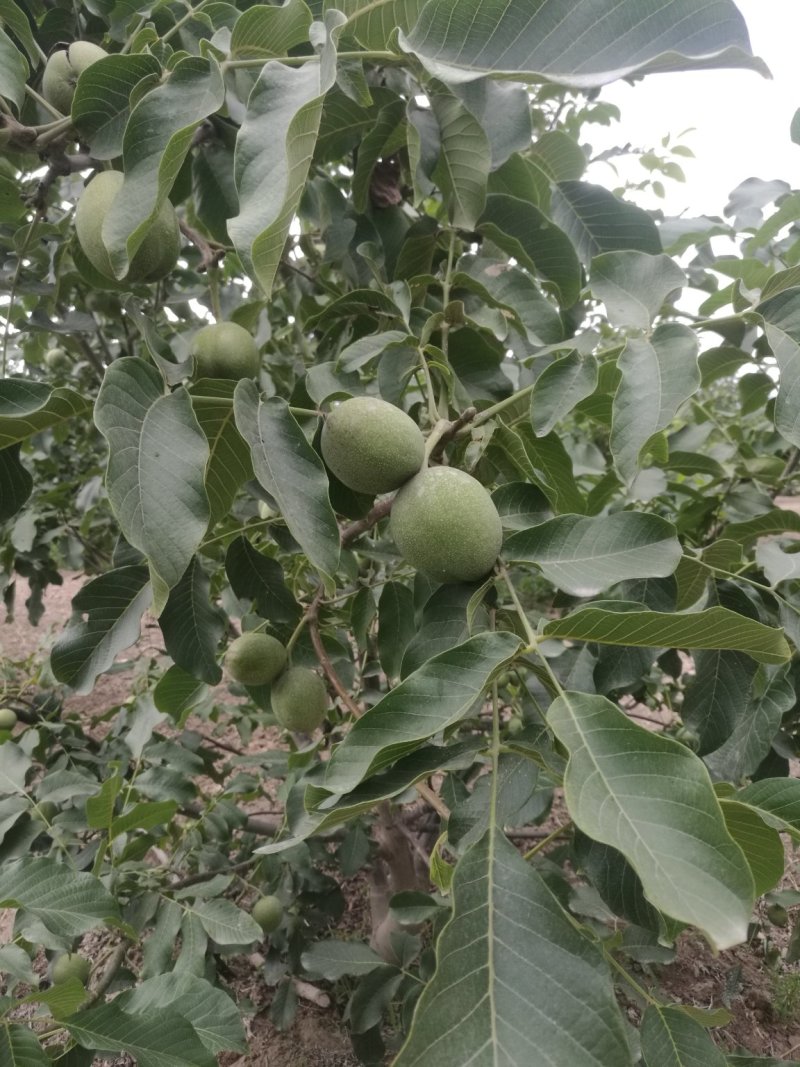 阿克苏纸皮核桃/185核桃/新二核桃