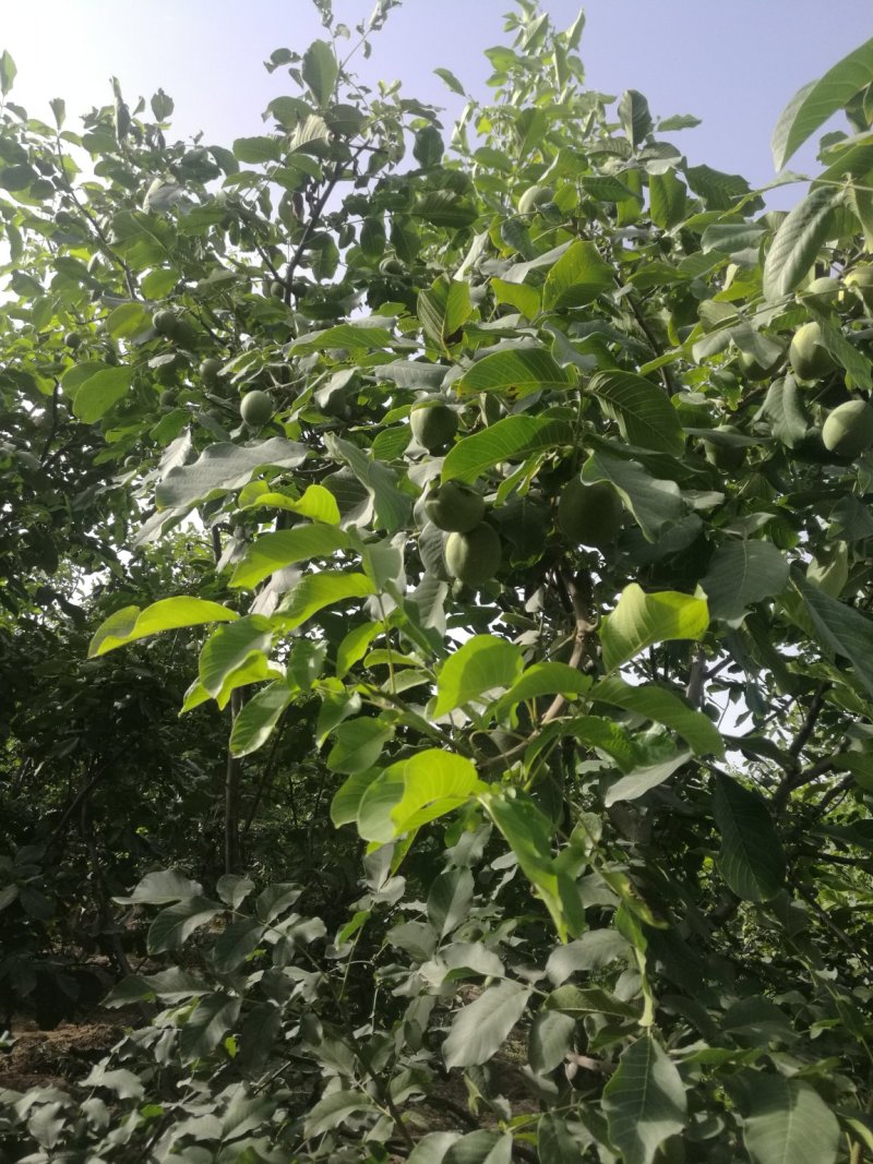 阿克苏纸皮核桃/185核桃/新二核桃