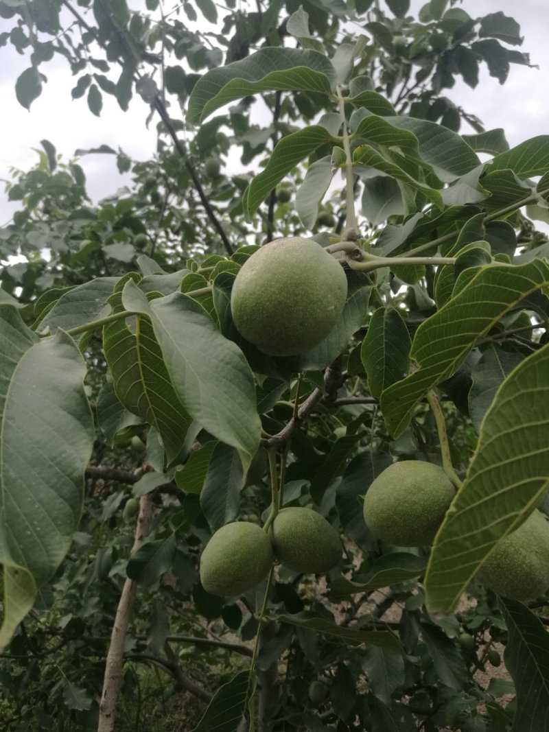 阿克苏纸皮核桃/185核桃/新二核桃